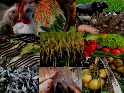 Sektor Ng Agrikultura .